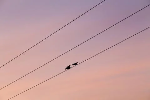 Pair of pigeons on a telegraph wire Stock Photos