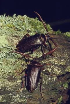 Pair of pine borer beetles Stock Photos