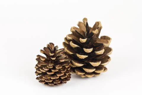 A pair of pine cones Stock Photos