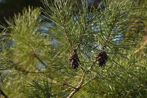 Pair of Pine Cones on Pine Tree with Needles in the background in Sunshine Foto stock