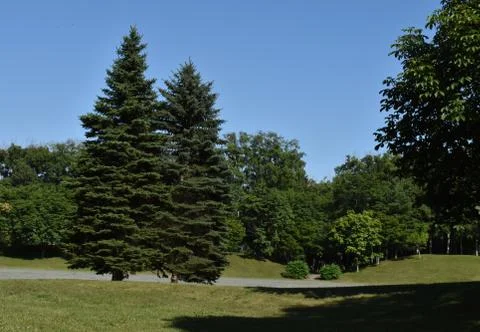 A pair of the pine trees grow side by side in Sapporo Japan 写真素材