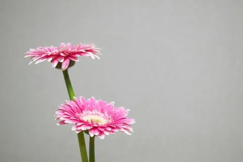Pair of pink flowers in front of a white wall Stock Photos