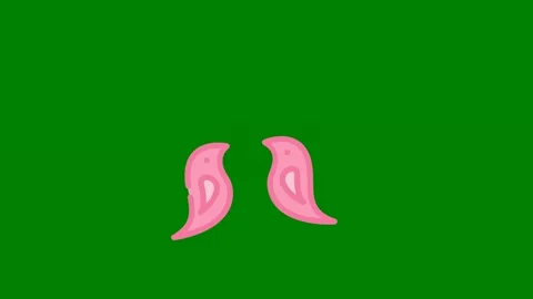 Pair pink shoes green background two lungs icon heart green screen animated Stock Footage 314067276