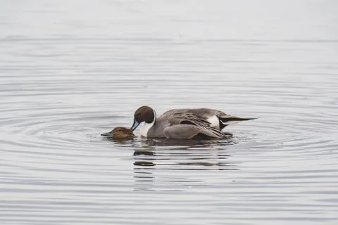 A pair of Pintails mating in the lake. Stock Photos