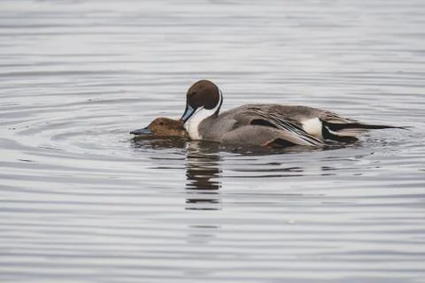 A pair of Pintails mating in the lake. Stock Photos