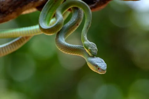 Pair of pit vipers on a branch mating, Indonesia Stock Photos