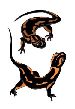 Pair of playing black salamanders with fiery orange spots Stock Illustration