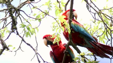 Pair playing exotic Red-and-green Macaws parrot birds in rainforest jungle Stock Footage 296367765