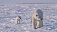 A Pair Of Polar Bear Cubs Walking In The Arctic With Their Mother. Stock Footage