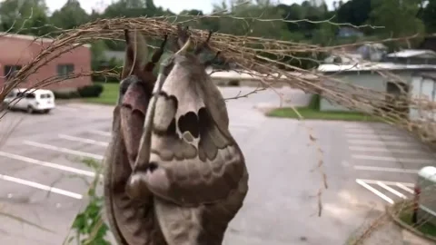Pair of Polyphemus moths on a branch Vidéo 131894198