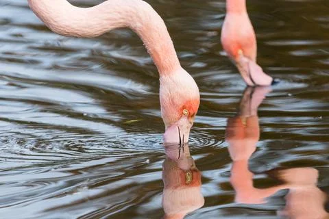Pair of preening Chilean flamingo Stock Photos