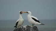 Pair Of Preening Nazca Boobies On Isla Espanola Stock Footage
