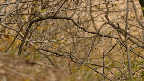 Pair of pretty carolina wren tiny North American birds on windy spring day Vídeos de archivo 100449768