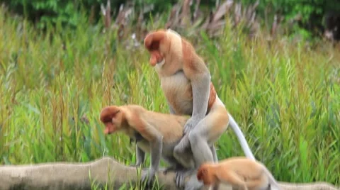 Pair Proboscis Monkeys mating Stock Footage 64578314