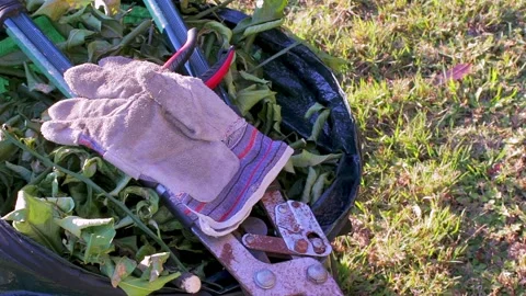 A pair of pruning shears and a pair of pruning shears are in a green garden bag Video stock 170036896
