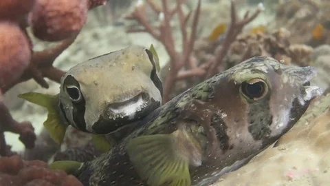 Pair of puffer fish Stock Footage 80800521