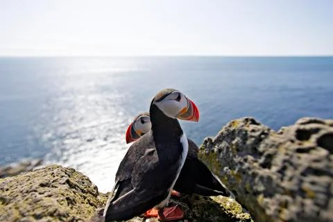 Pair of Puffin Stock Photos