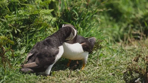Pair of Puffins courting Video stock 111955008