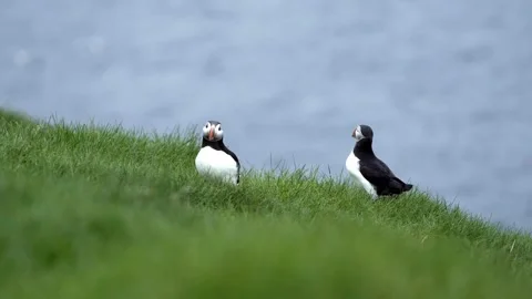 Pair of puffins overlooking the ocean Video stock 328392427