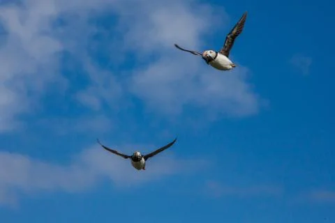 Pair of puffins Stock Photos