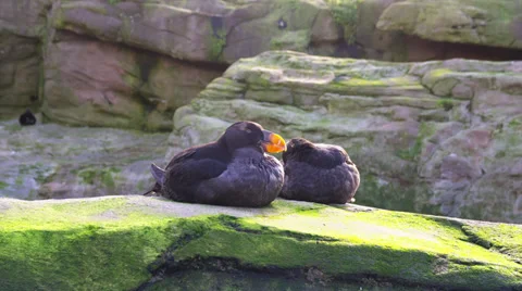 Pair of Puffins Resting Stock Footage 35275309