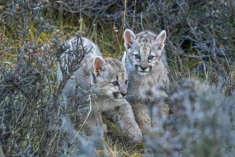 Pair of Puma Cubs in the bush Stock Photos