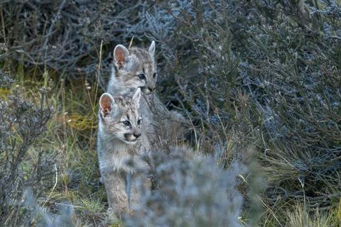 Pair of Puma Cubs in the bush Stock Photos