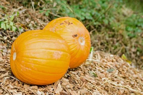 Pair of Pumpkins ready for picking Stock Photos