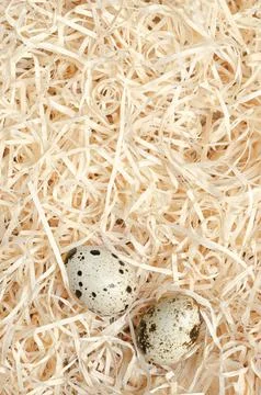 Pair of quail eggs, in a soft nest of wood wool, from above Fotos Stock