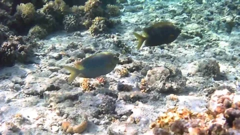 Pair of Rabbitfish Swimming Synchroniously Over Coral Reef in the Red Sea Stock Footage 339630630
