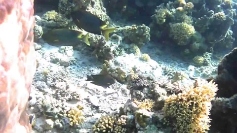 Pair of Rabbitfish Swimming Together Over Coral Reef in the Red Sea Stock Footage 339630771