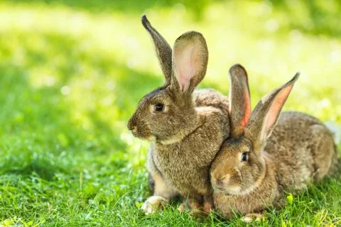 Pair of rabbits sitting in grass Stock-Fotos