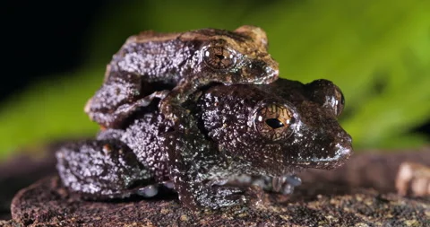 Pair of rain  frogs (Pristimantis brevicrus) in amplexus (mating) Stock Footage 171903587