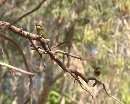 Pair of Rainbow bee-eaters (Merops ornatus) perched  + fly away Stock Footage 32162715