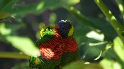 A pair of rainbow lorikeet parrots perched on a branch in the rainforest Stock Footage 166598575
