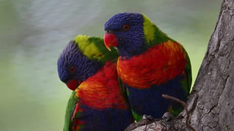 Pair of rainbow lorikeet parrots preening each others Stock Footage 258733149