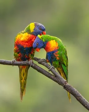 A pair of rainbow lorikeets caring for each others wet feathers after the rain Foto stock