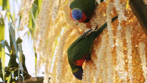 A pair of Rainbow Lorikeets eating nectar Stock Footage 129746373