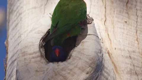 A Pair of Rainbow Lorikeets emerging from a Hollow. Stock Footage 244558185