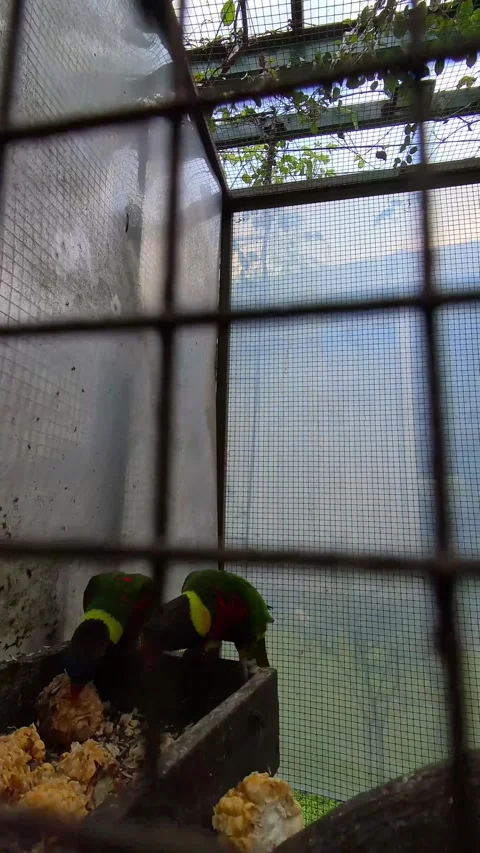 A pair of Rainbow Lorikeets happily eating corn Stock Footage 318906819