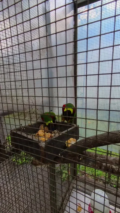 A pair of Rainbow Lorikeets happily eating corn Stock Footage 318906868