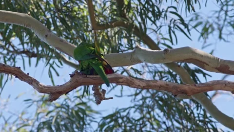 Pair of Rainbow Lorikeets Mating. Stock Footage 244558160