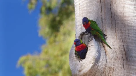 A Pair of Rainbow Lorikeets Perched Outside Their Nest. Stock Footage 245557644