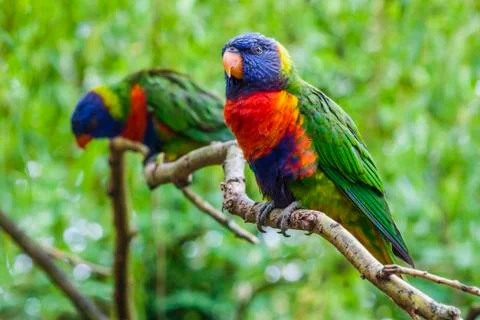 Pair of Rainbow Lorikeets Stock Photos