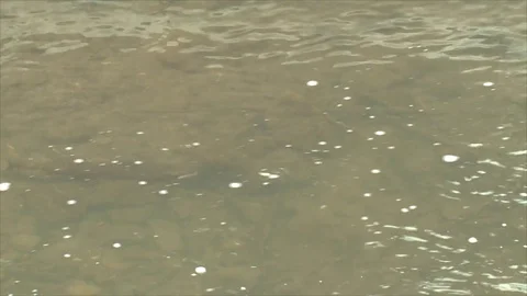 Pair of Rainbow Trout Fish in Stream in Spawning Breeding Season Stock Footage