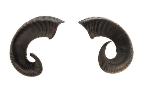 Pair of ram horns Stock-Fotos