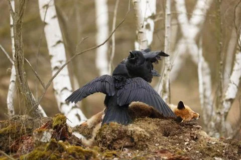 Pair of ravens fighting for prey between birch trees in spring - Corvus corax Stock Photos