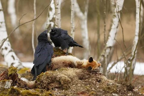 Pair of ravens fighting for prey between birch trees in spring - Corvus corax Stock Photos