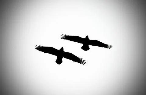 Pair of ravens Stock Illustration