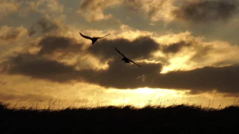 Pair of ravens swooping down sunrise slow motion Vidéo 147620736